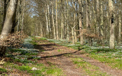 Buschwindröschenwanderung