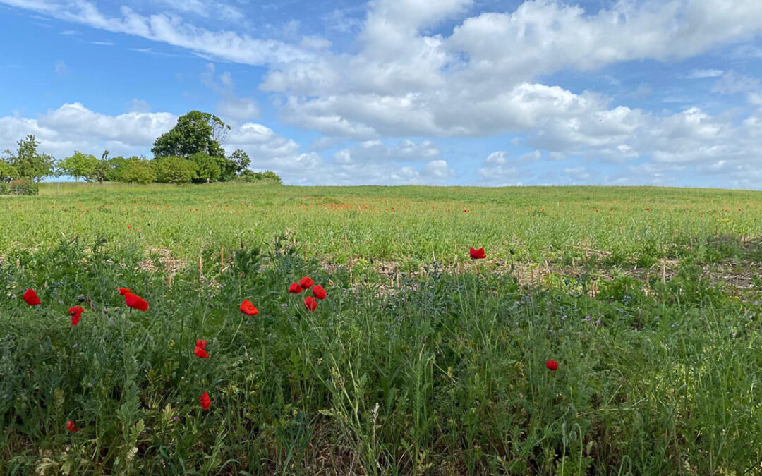 Donnerstagswanderungen bis 31.07.2025