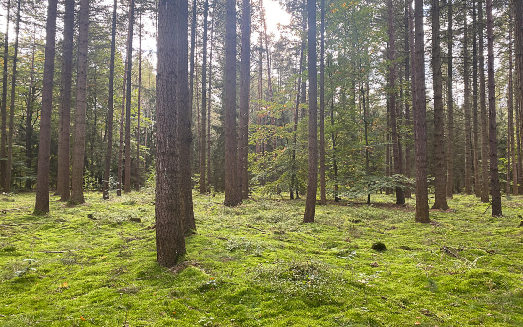 Wald mit sehr grünem Moos