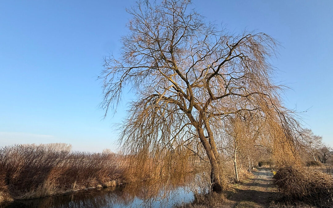 Naturbild vom Rhinkanal im Winter