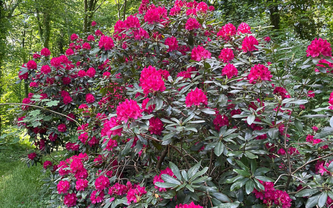 Schön blühender Rhododendron