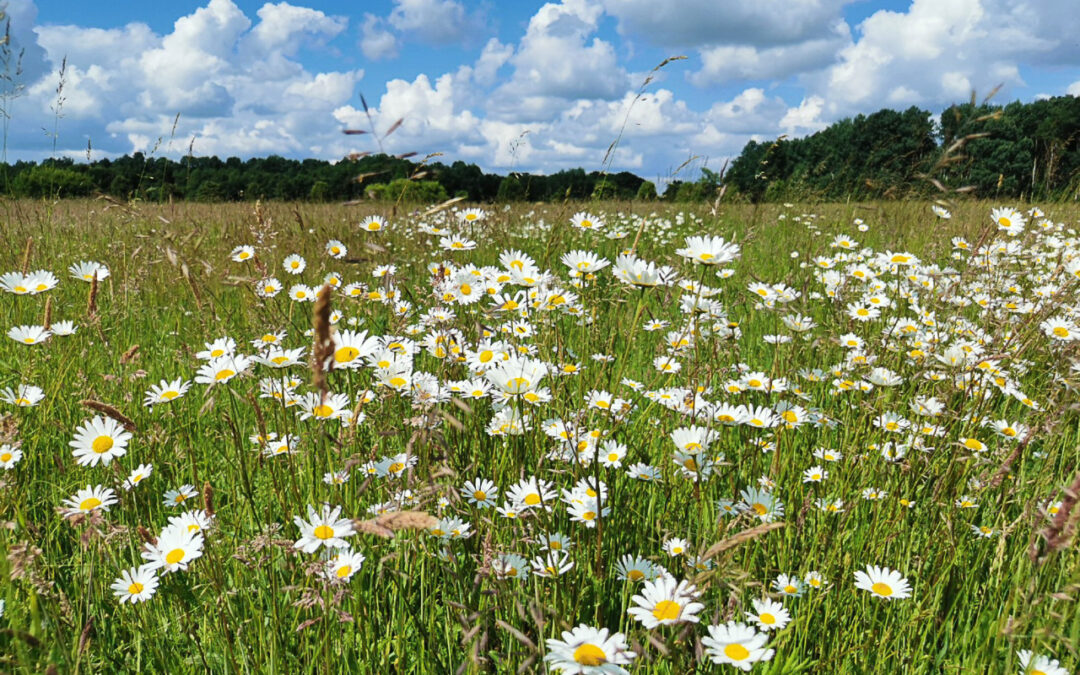 Wiese mit Margeriten